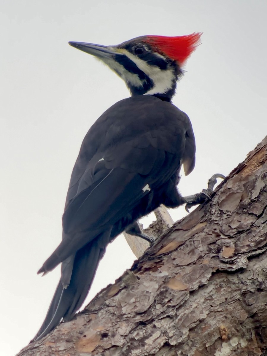 Pileated Woodpecker - ML646398088