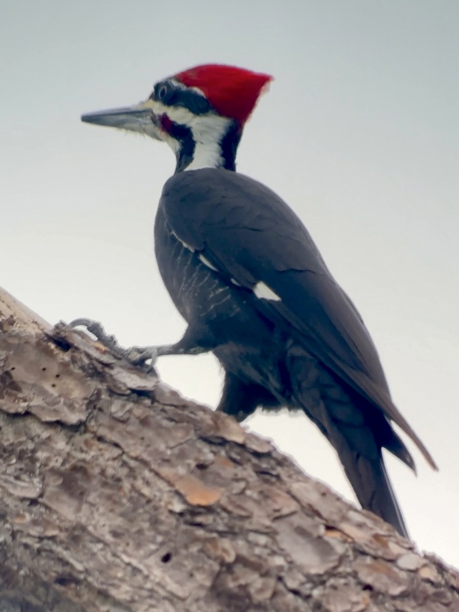 Pileated Woodpecker - ML646398089