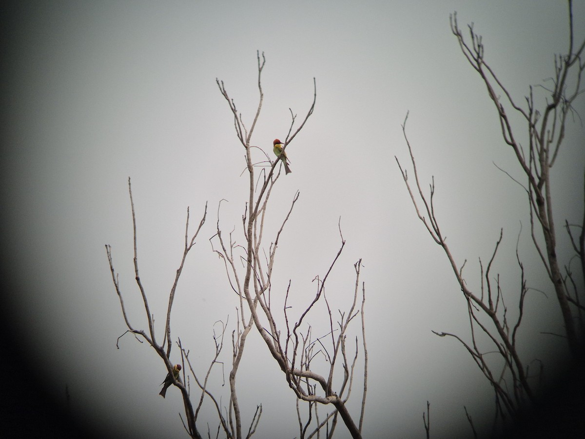 Chestnut-headed Bee-eater - ML646398095