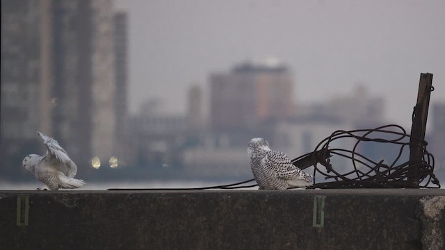 シロフクロウ - ML646398097