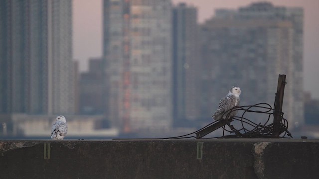 シロフクロウ - ML646398098