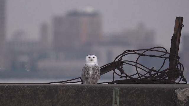 Snowy Owl - ML646398099