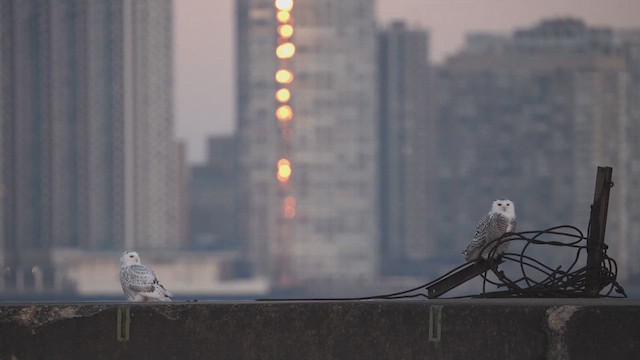 Snowy Owl - ML646398100