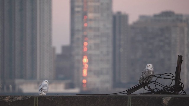 シロフクロウ - ML646398101