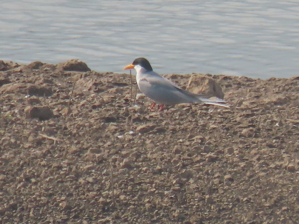 River Tern - ML646398105