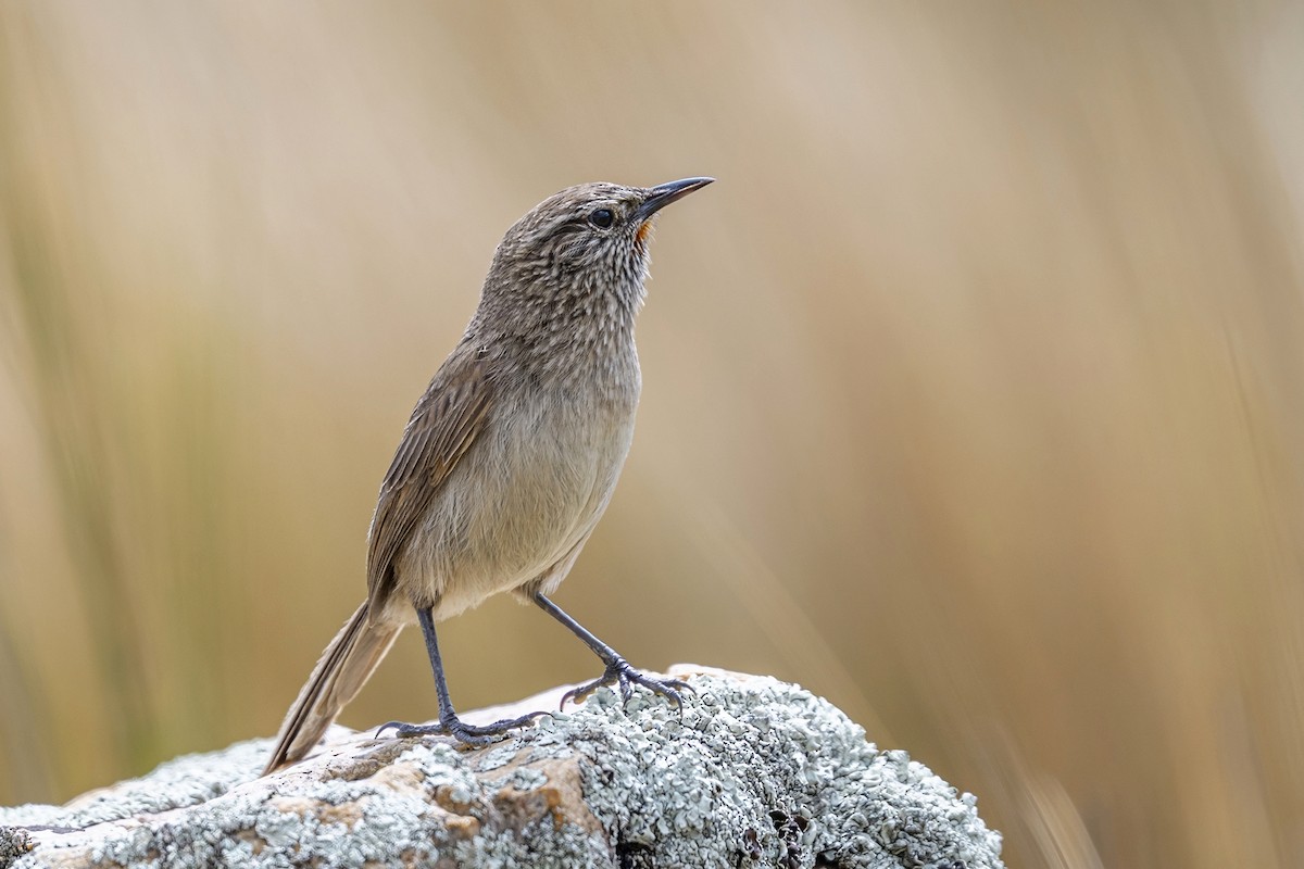 Synallaxe terrestre - ML646398107