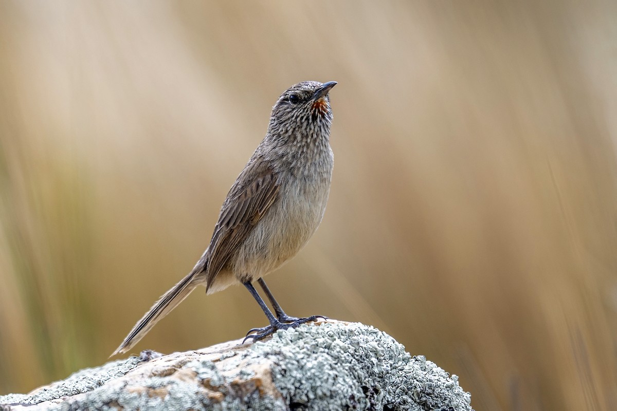 Synallaxe terrestre - ML646398108