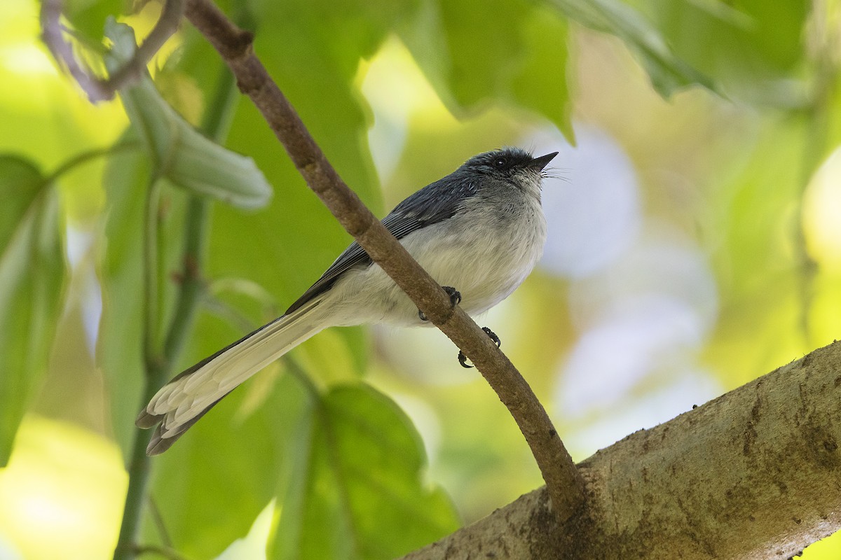 White-tailed Blue Flycatcher - ML646398114