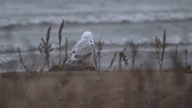 Snowy Owl - ML646398118