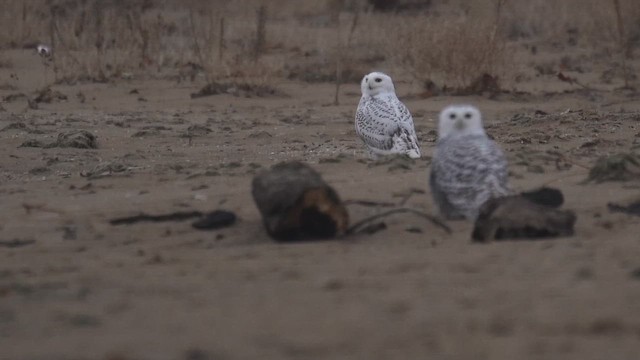 シロフクロウ - ML646398130