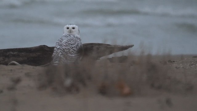 シロフクロウ - ML646398131