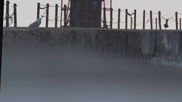 シロフクロウ - ML646398132