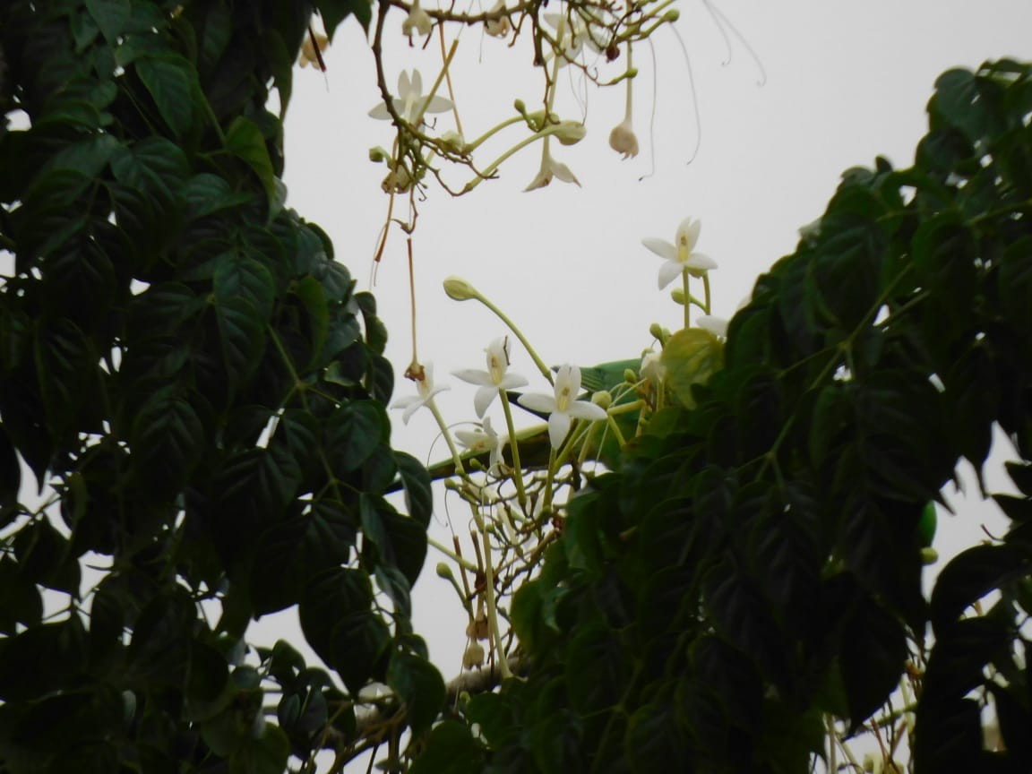 Rose-ringed Parakeet - ML646398134