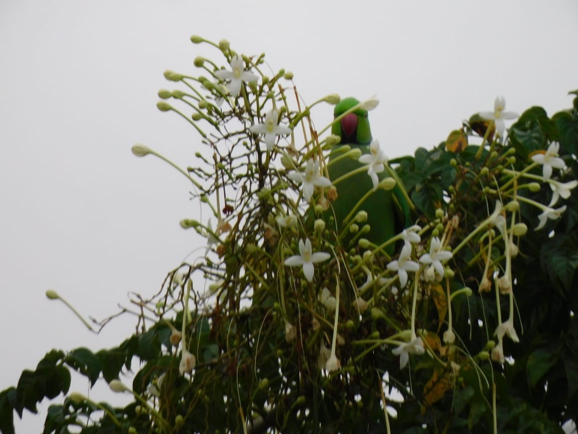 Rose-ringed Parakeet - ML646398135