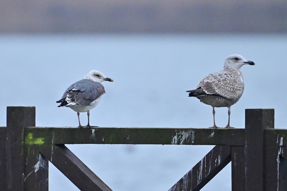 Lesser Black-backed Gull (intermedius/graellsii) - ML646398136