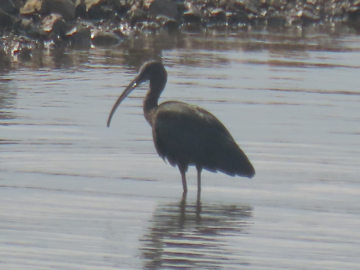 Glossy Ibis - ML646398137