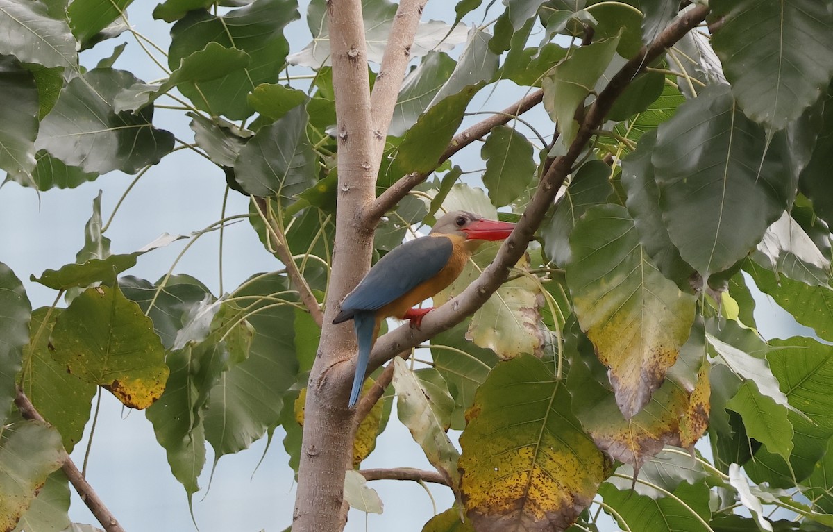 Stork-billed Kingfisher - ML646398167