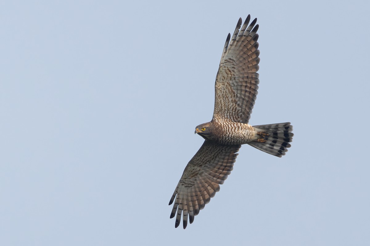 Gray-faced Buzzard - ML646398172