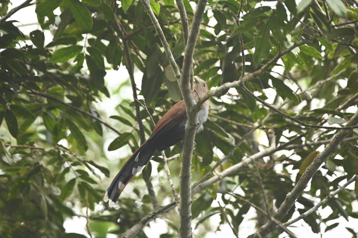 Common Squirrel-Cuckoo - ML646398174