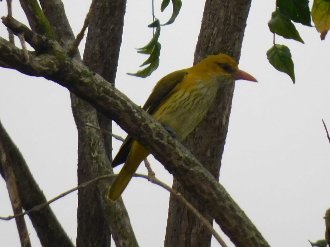 Indian Golden Oriole - ML646398176