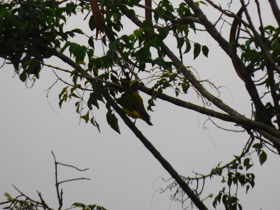 Indian Golden Oriole - ML646398180