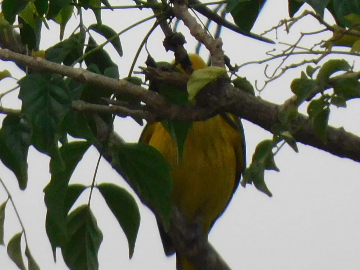 Indian Golden Oriole - ML646398181