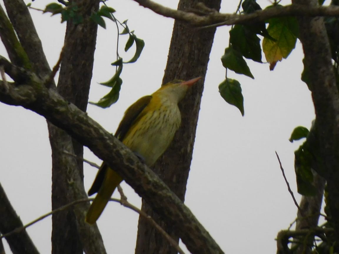 Indian Golden Oriole - ML646398182