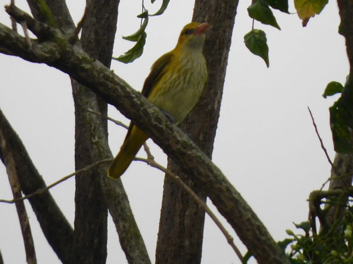 Indian Golden Oriole - ML646398184
