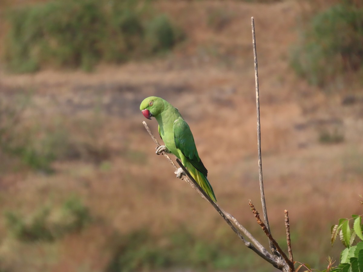 Rose-ringed Parakeet - ML646398185