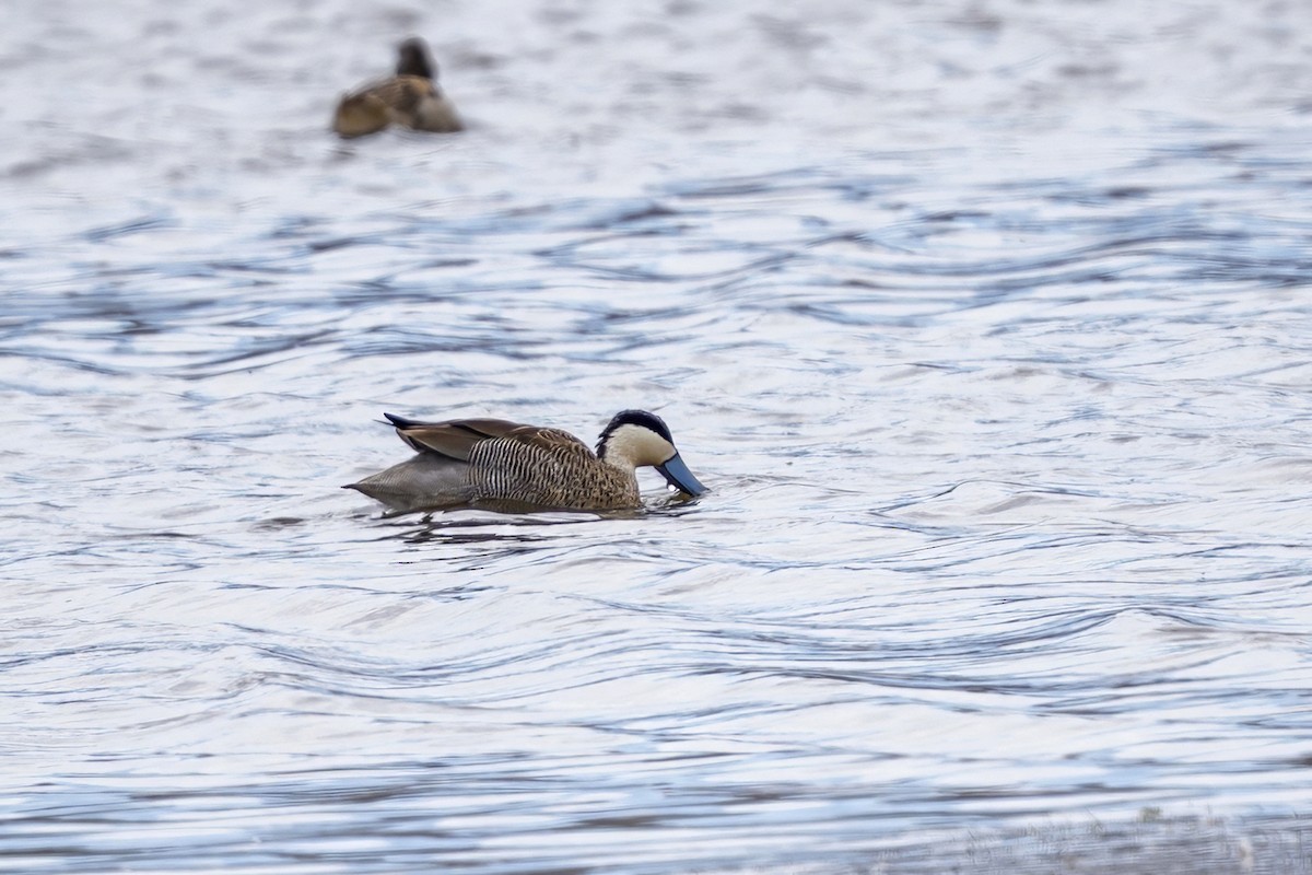 プナシマアジ - ML646398188