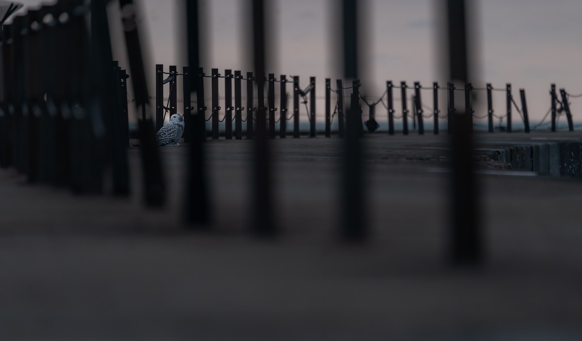 シロフクロウ - ML646398202