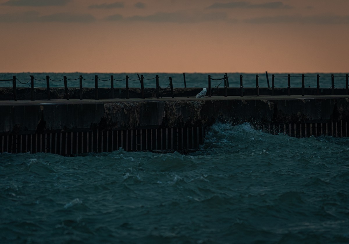 シロフクロウ - ML646398203