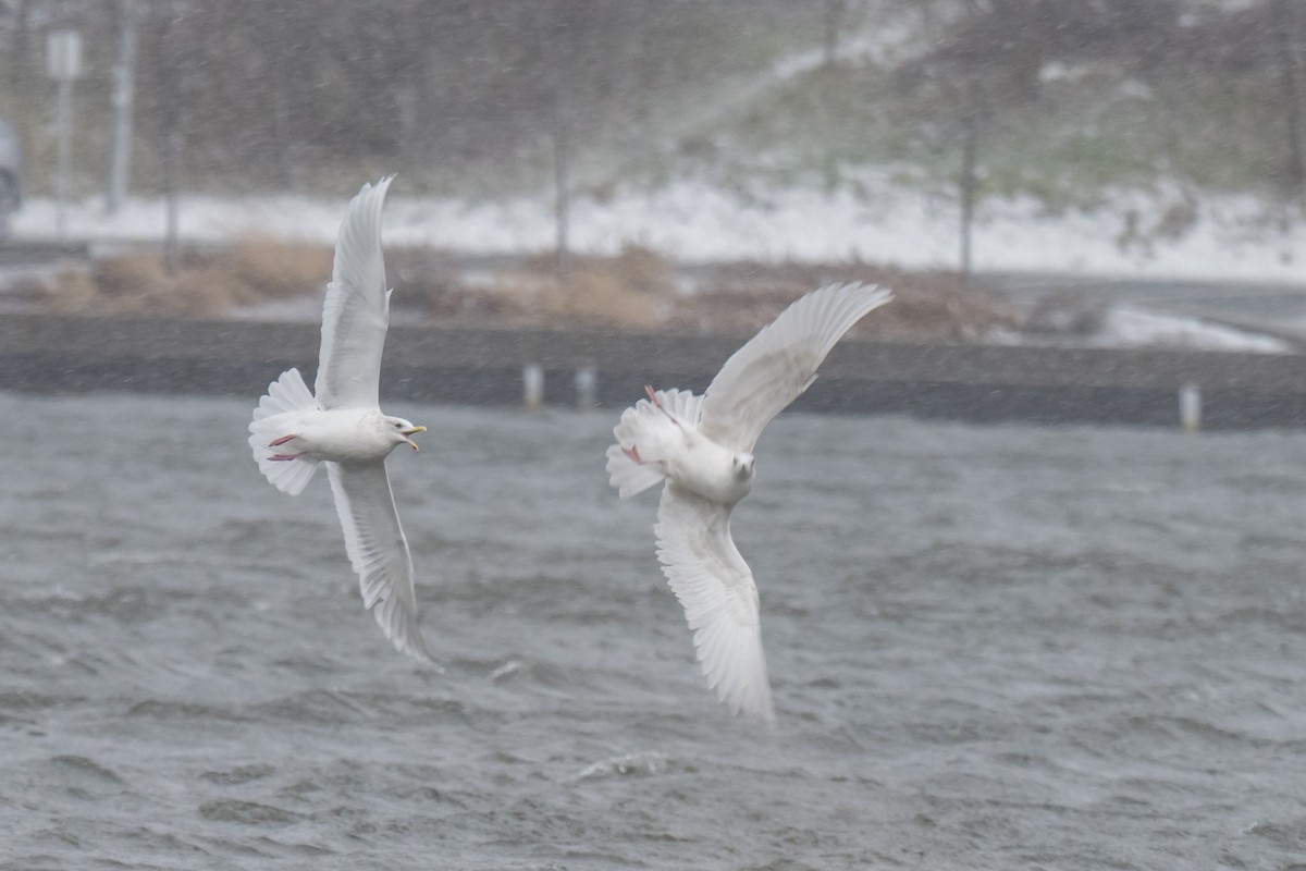 Goéland arctique - ML646398205