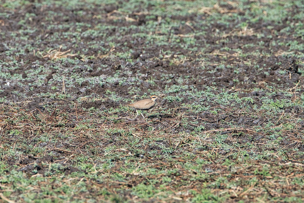 Temminck's Courser - ML646398207