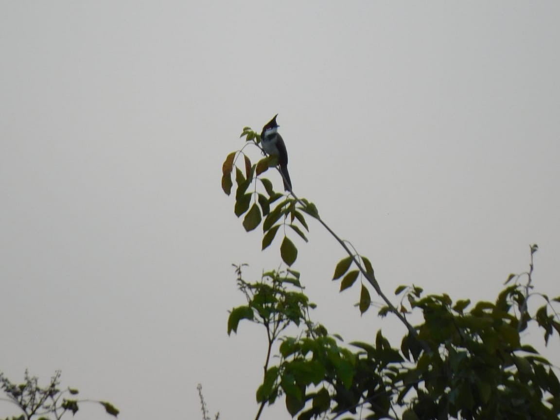 Red-whiskered Bulbul - ML646398208