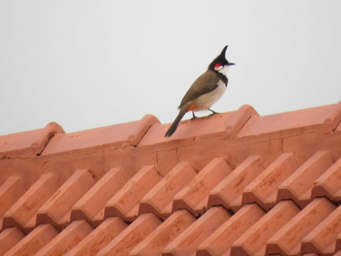Red-whiskered Bulbul - ML646398209