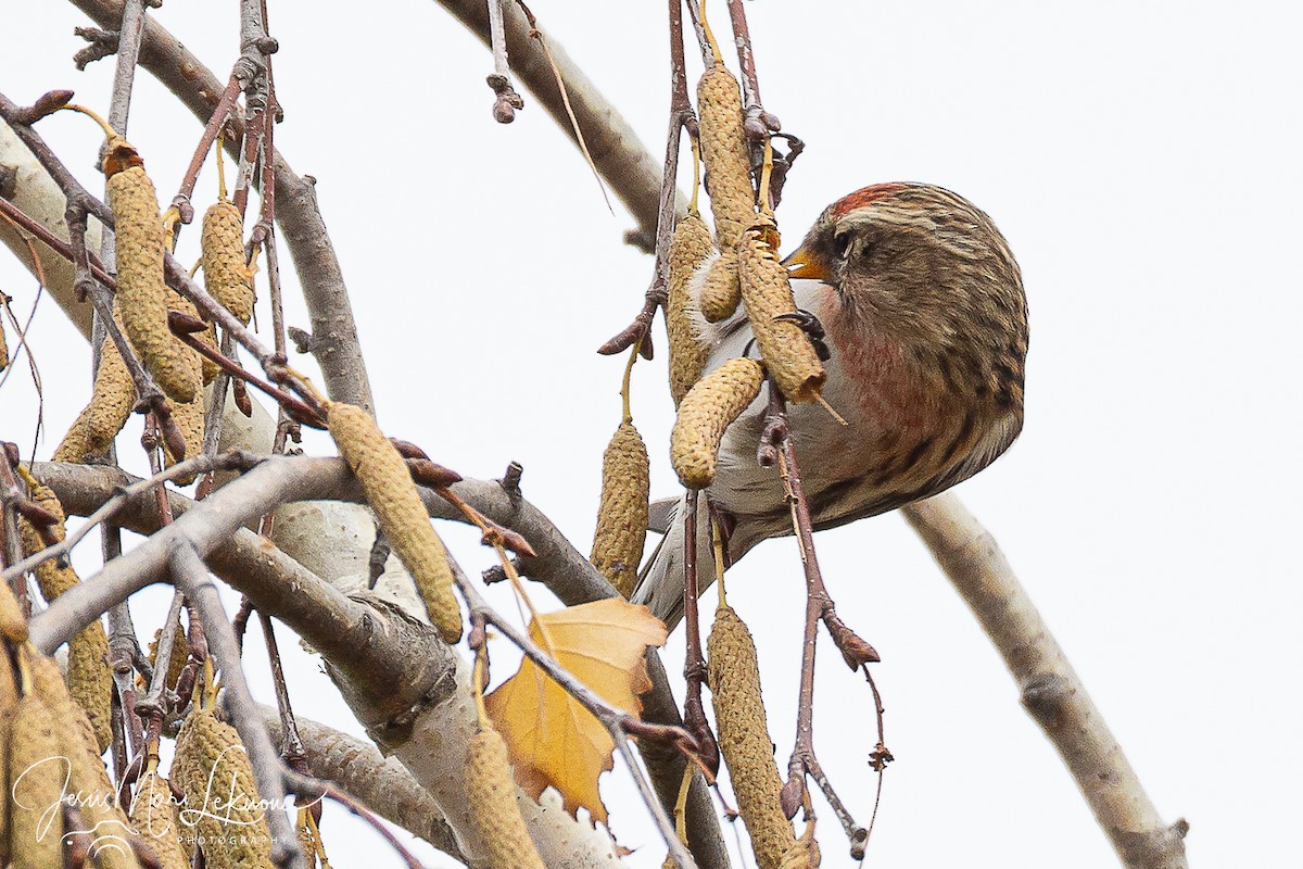 Redpoll (Lesser) - ML646398210