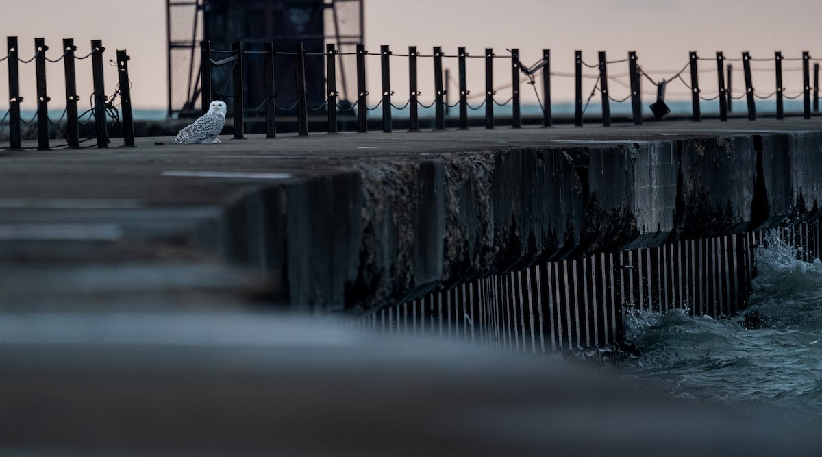 シロフクロウ - ML646398211