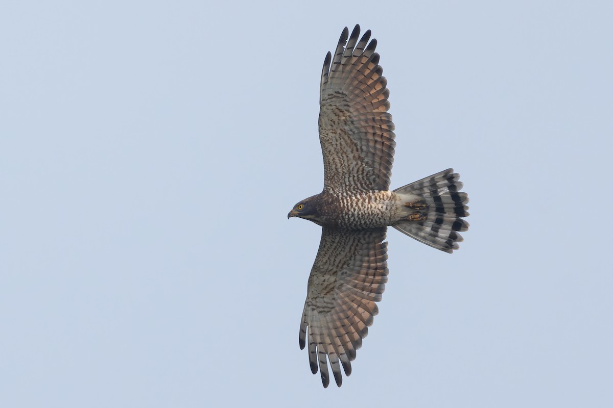 Gray-faced Buzzard - ML646398213