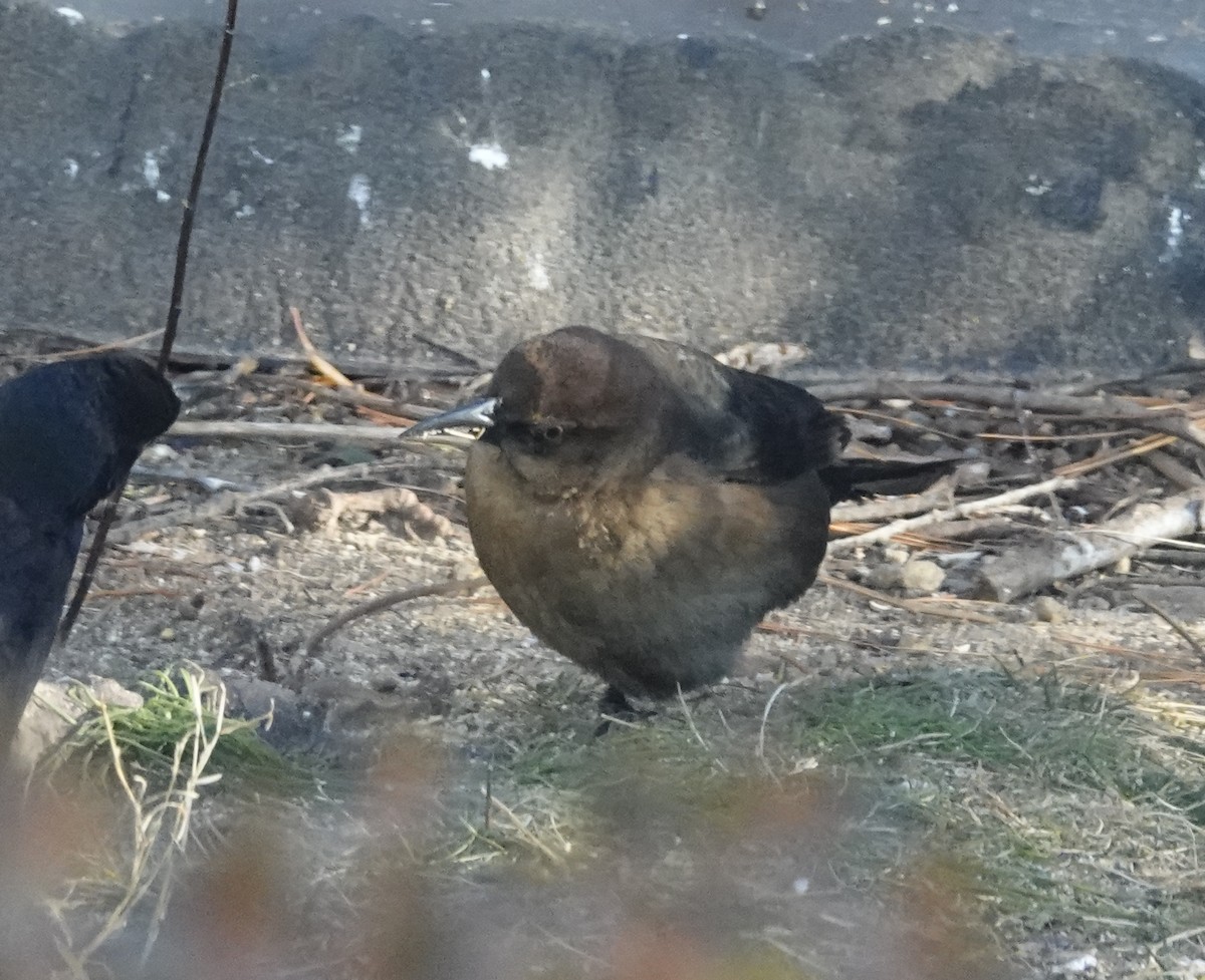 Boat-tailed Grackle - ML646398217