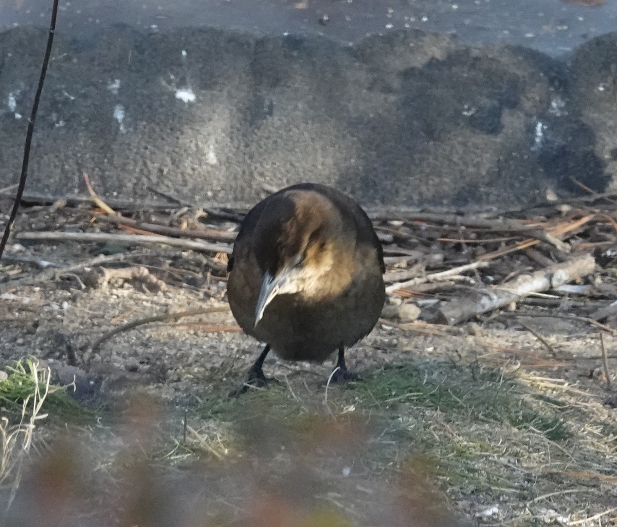 Boat-tailed Grackle - ML646398218