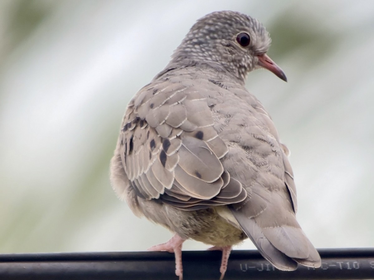 Common Ground Dove - ML646398219