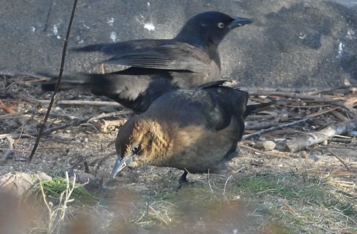 Boat-tailed Grackle - ML646398220