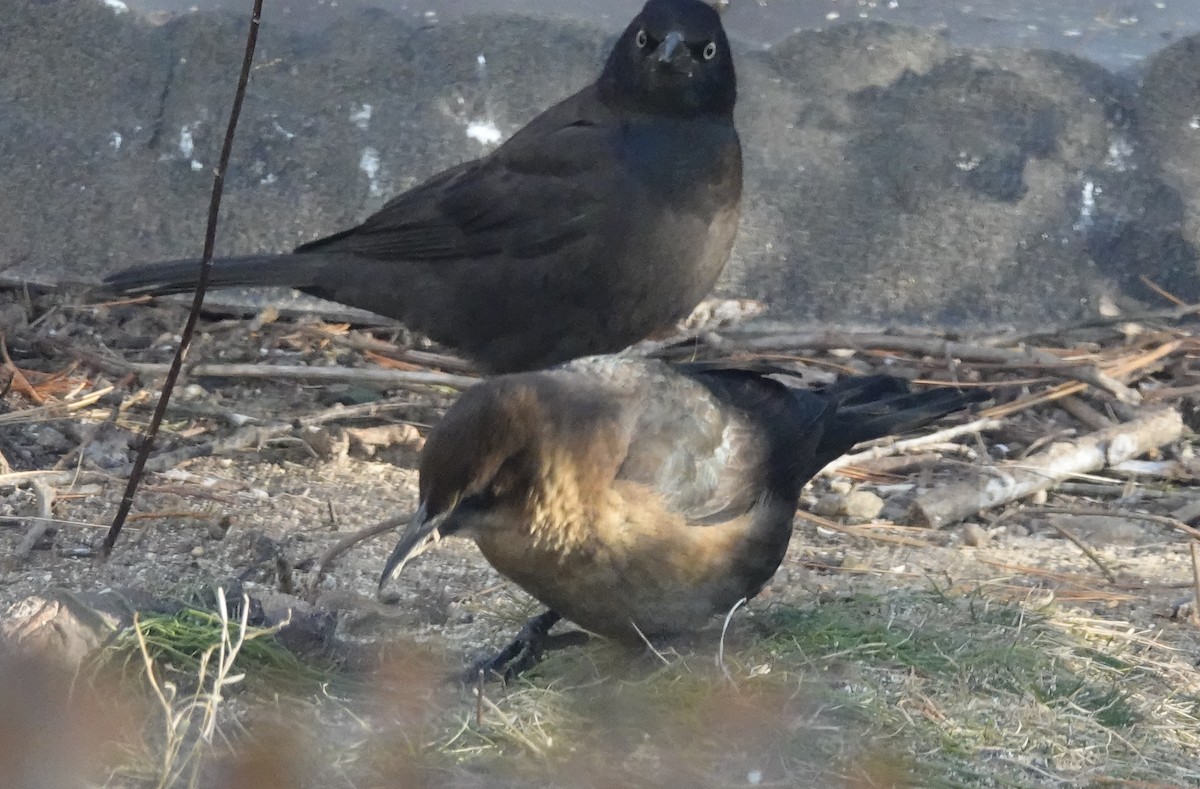 Boat-tailed Grackle - ML646398221