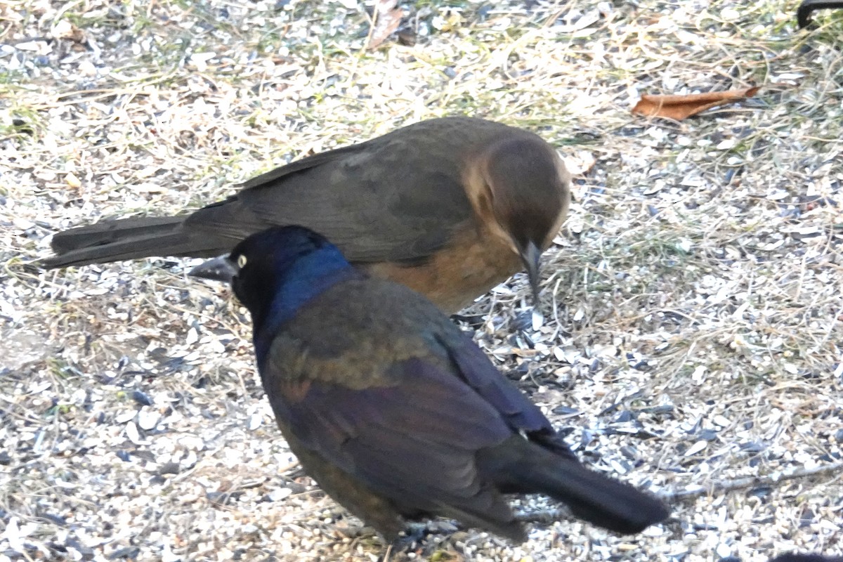 Boat-tailed Grackle - ML646398222