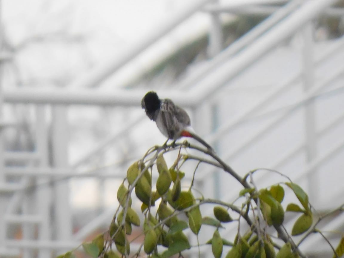 Red-vented Bulbul - ML646398224