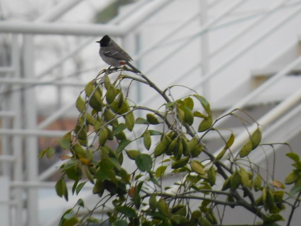 Red-vented Bulbul - ML646398225