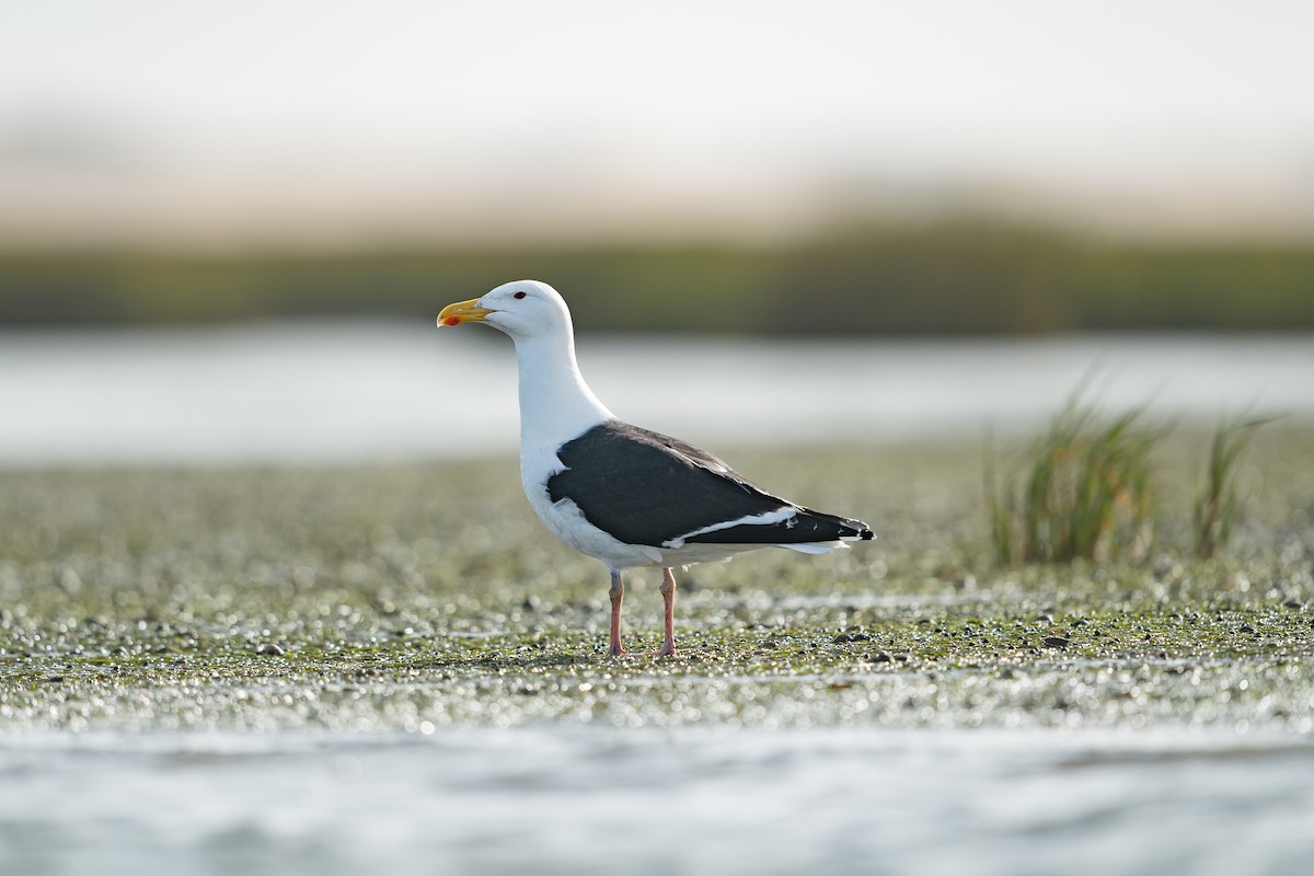 Great Black-backed Gull - ML646398226