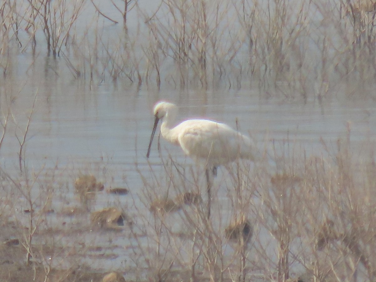 Eurasian Spoonbill - ML646398229