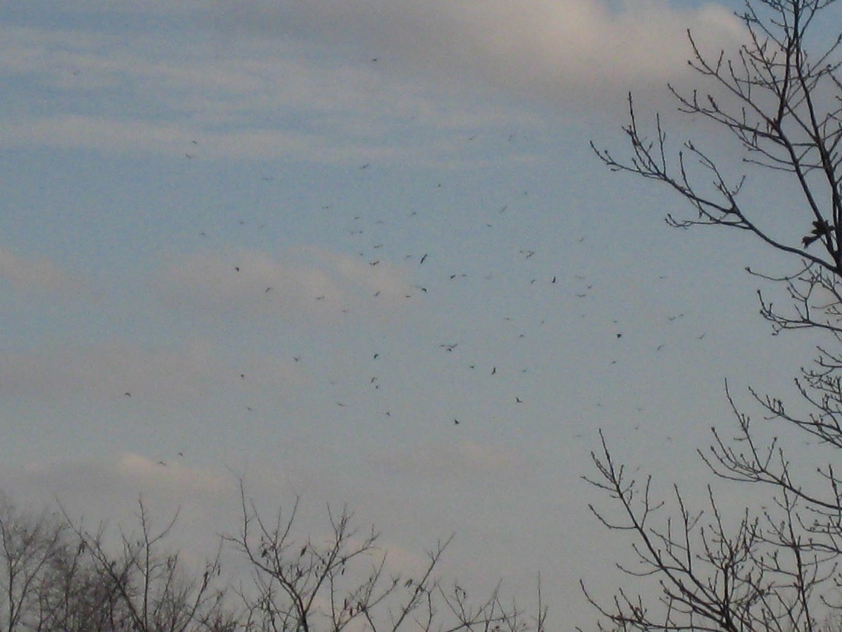 vrána rybí - ML646398230